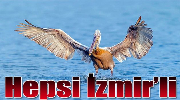 2 Yılda 14 bin Flamingo