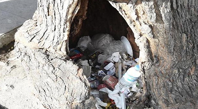 Dilek Değil Çöp Ağacı