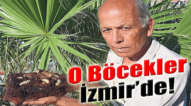 O Böcekler İzmir'de