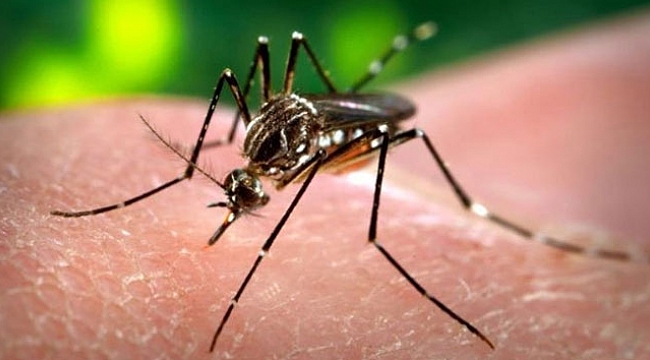 Zika İçin Küresel Acil Durum Kaldırıldı