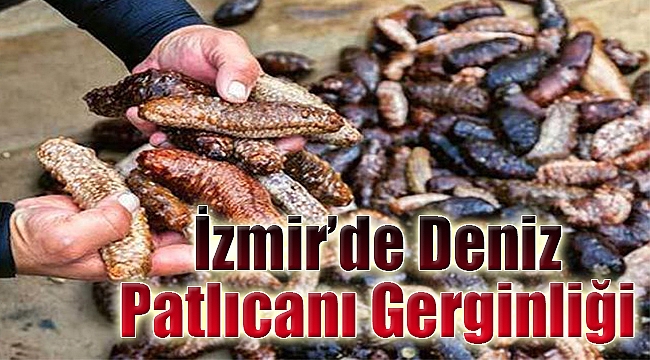 İzmir'de deniz patlıcanı gerginliği!