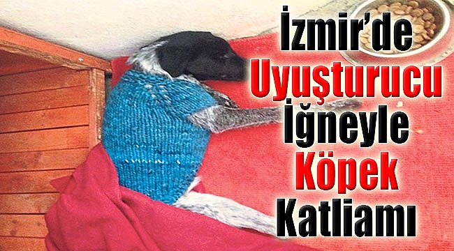 İzmir'de Uyuşturucu iğneyle Köpek Katliamı