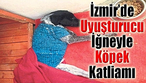 İzmir'de Uyuşturucu iğneyle Köpek Katliamı