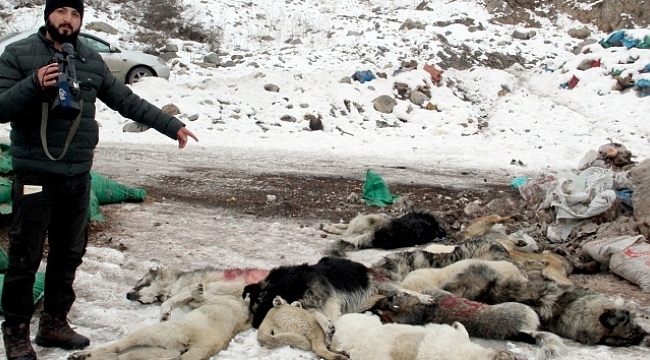 Köpek katliamı sürüyor