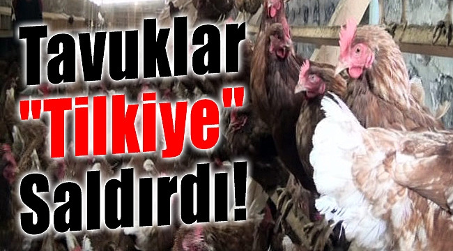 Tavuklar kümese giren tilkiye saldırdı