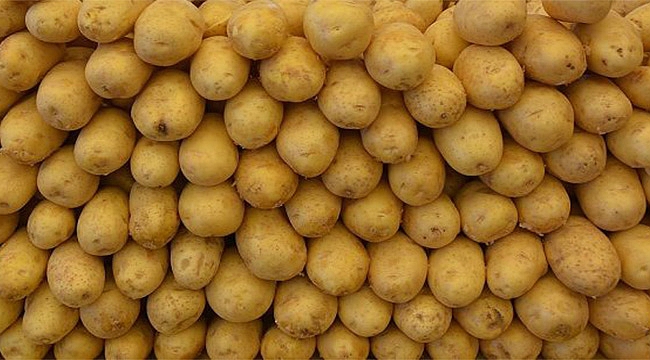 2017 Patates üreticilerini sevindirdi