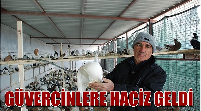 İcralık güvercinler tekrar ihalede