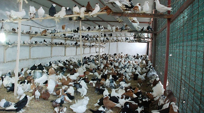 İcralık güvercinleri banka aldı