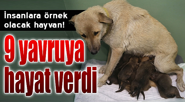 İnsanlara örnek olacak hayvan 9 yavruya hayat verdi