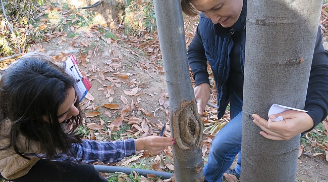 İzmir, kestane kanserini yendi
