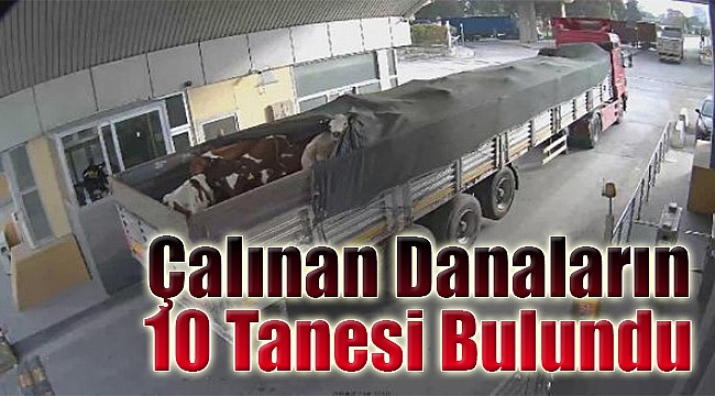 İzmir Limanı&#039;ndan çalınan danaların 10 tanesi bulundu