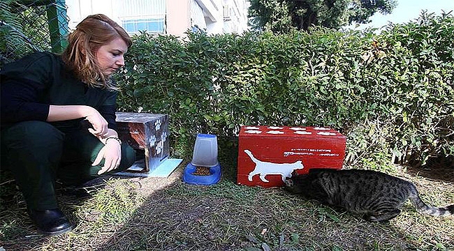 Seçim sandıkları, kedi evi oldu
