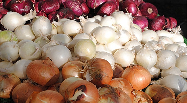 Üretim Rekoru Soğanda