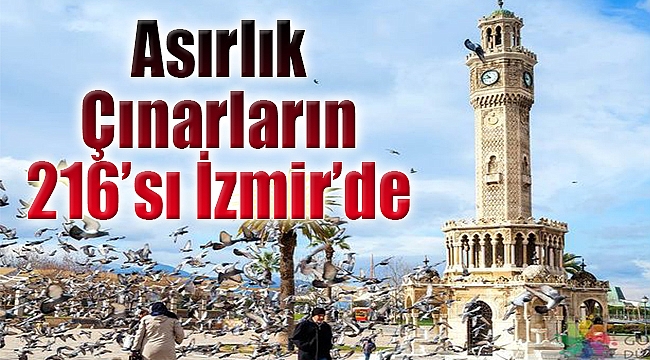 Asırlık çınarların 216&#039;sı İzmir&#039;de