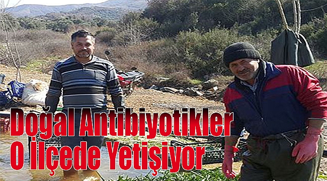 Doğal Antibiyotikler O İlçede Yetişiyor
