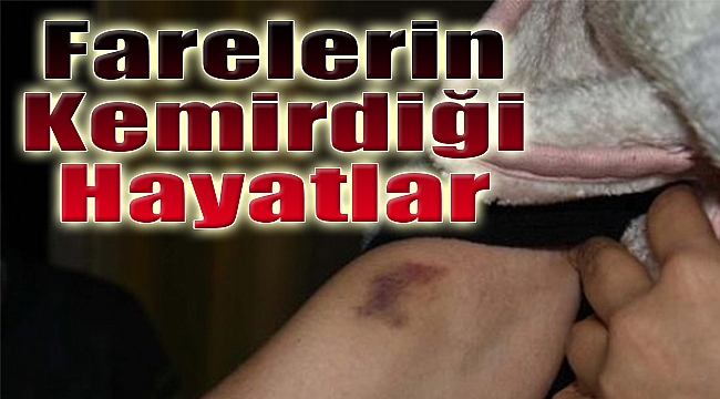 İzmir&#039;de dram! Farelerin kemirdiği hayatlar