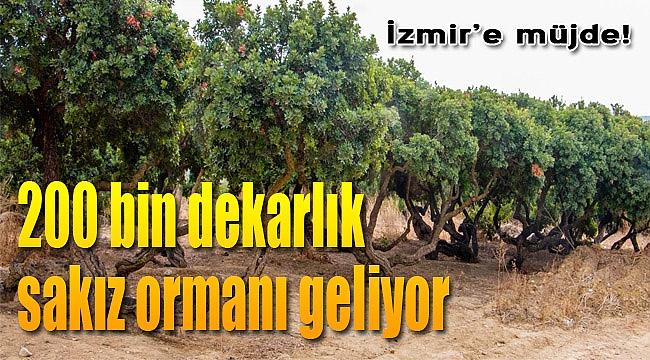 İzmir&#039;e müjde! 200 bin dekarlık orman geliyor...