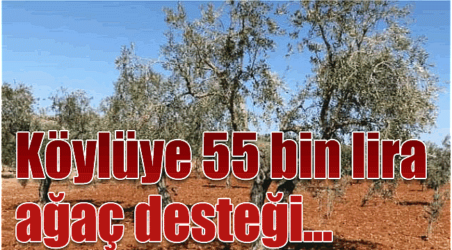 Köylüye 55 bin lira ağaç desteği verilecek!
