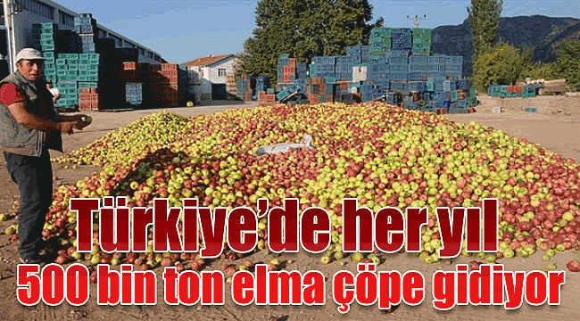 Türkiye&#039;de yılda 500 bin ton elma çöpe gidiyor!
