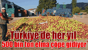 Türkiye'de yılda 500 bin ton elma çöpe gidiyor!