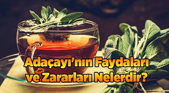 Adaçayı&#039;nın Faydaları ve Zararları Nelerdir?