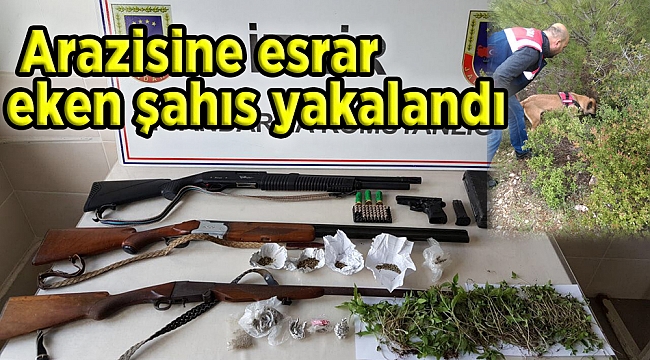 Arazisine esrar eken şahıs yakalandı