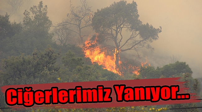 Ciğerlerimiz Yanıyor...