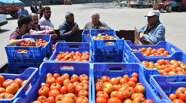 Domates üreticinin yüzünü güldürdü