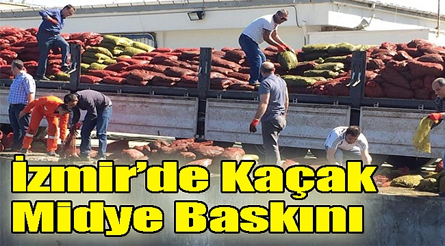 İzmir&#039;de kaçak midye operasyonu!