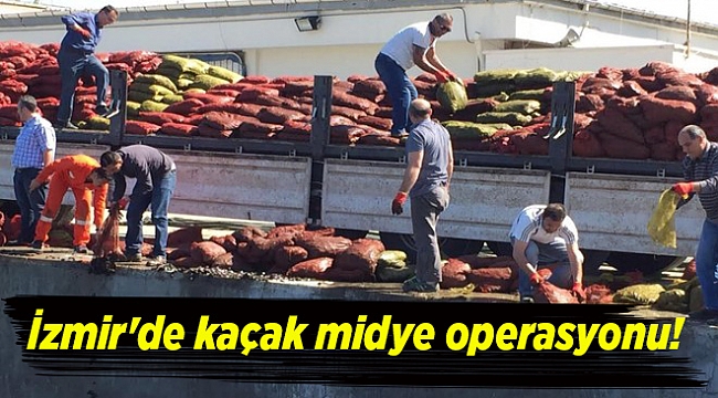 İzmir&#039;de kaçak midye operasyonu!