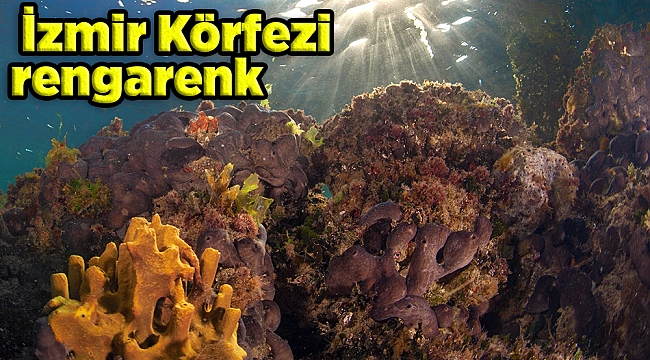 İzmir Körfezi rengarenk