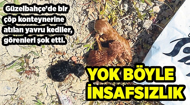 Kedileri çöpe attılar