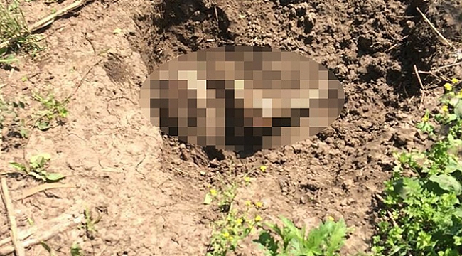 Ormanlık alanda erkek cesedi bulundu