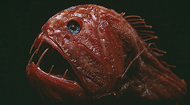 Yaşayan 12 Tehlikeli Yaratık!