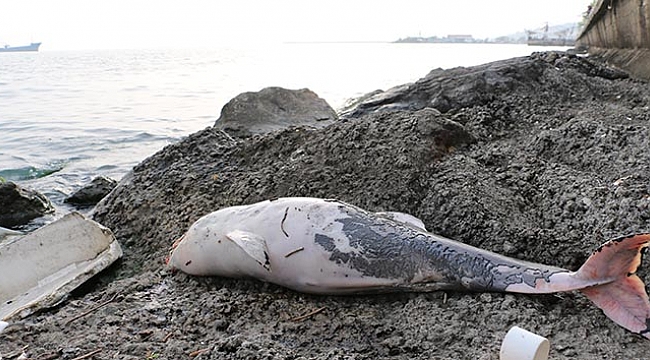 3 ölü yunus bulundu