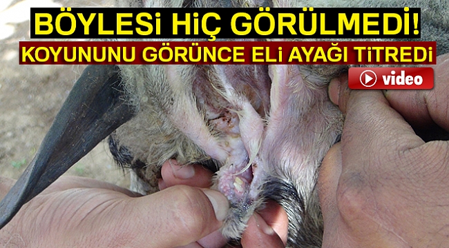 Böylesi görülmedi! Koyunda iki tane...