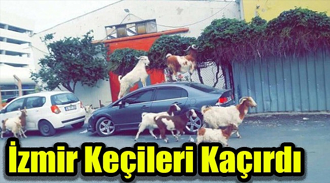 İzmir 'keçileri' kaçırdı: Araç sahiplerine büyük şok!
