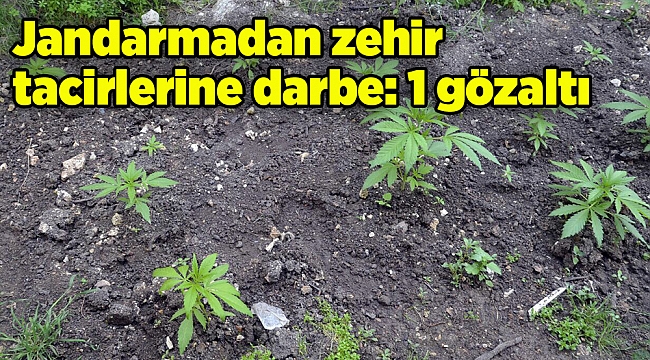 Jandarmadan zehir tacirlerine darbe: 1 gözaltı