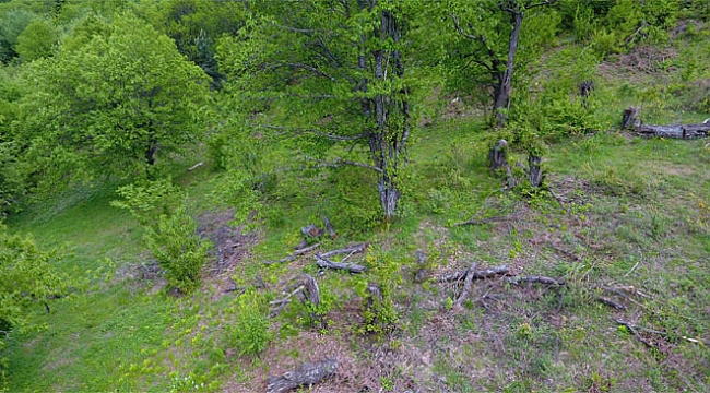 Katil arılara çare bulunamıyor