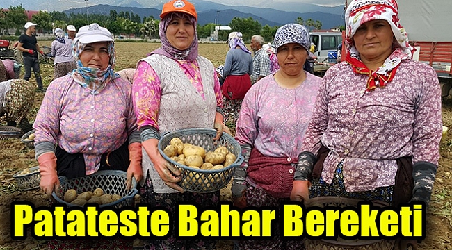 Patateste bahar bereketi