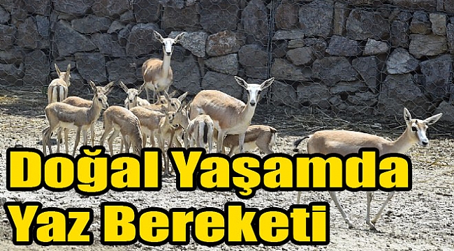 Doğal Yaşam'da yaz bereketi: 47 minik yavru