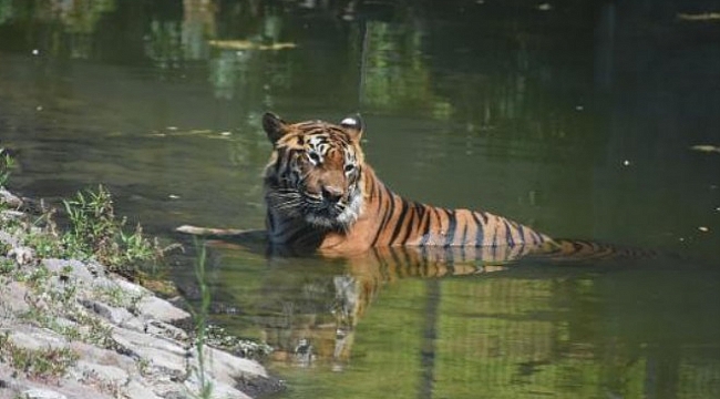 İzmir'de sıcak vahşi hayvanları da etkiledi
