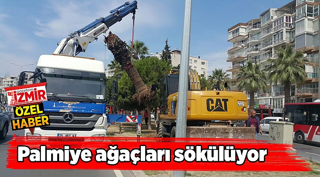 Palmiye ağaçları sökülüyor