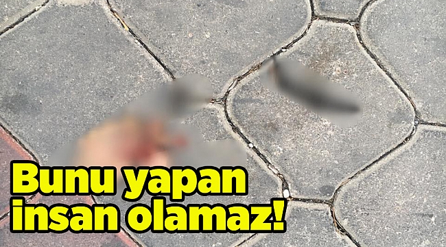 Bunu yapan insan olamaz...