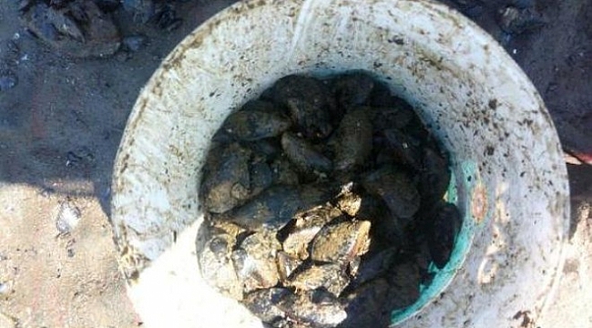 İzmir'de kaçak midye operasyonu: Tam 1 ton!