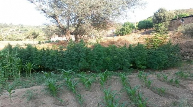 İzmir'de 'zehir bahçesi'ne baskın: Binlerce...