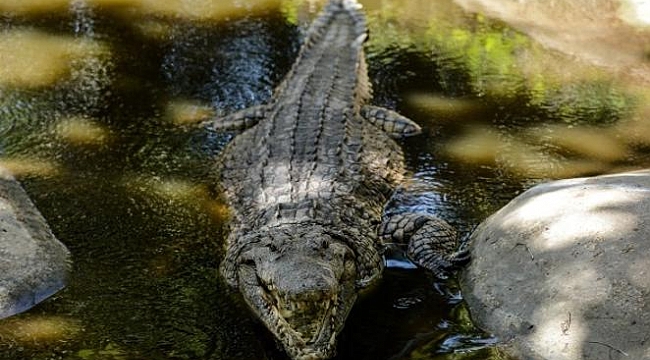 Katil Timsah Müebbet Ceza Verdiler