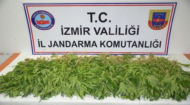 O ilçede mısır tarlasına uyuşturucu baskını!