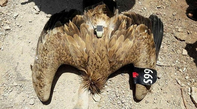 Suriye sınırında casus kuş