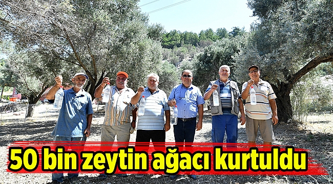 50 bin zeytin ağacı kurtuldu